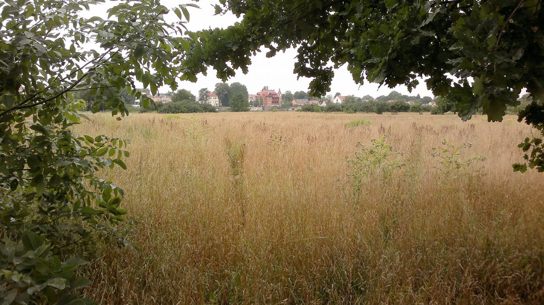 In diesem „verrohrten“ Wiesenbereich wird die offengelegte Kucksche 2015 wieder das Landschaftsbild beleben. Foto: Landeshauptstadt Dresden, Umweltamt