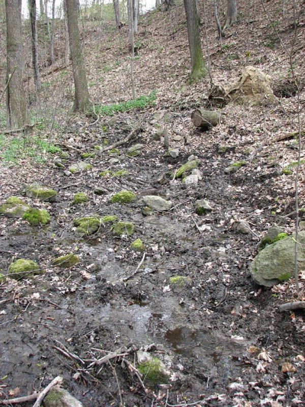 In diesem Quellgebiet am Nordrand von Rockau beginnt die Kucksche. Foto: Landeshauptstadt Dresden, Umweltamt