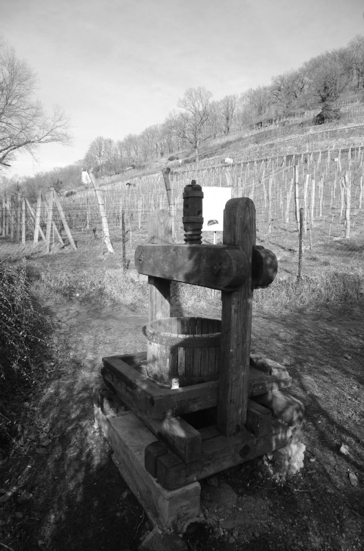 Weinpresse am Weinberg Wachwitz Foto: Jürgen Frohse