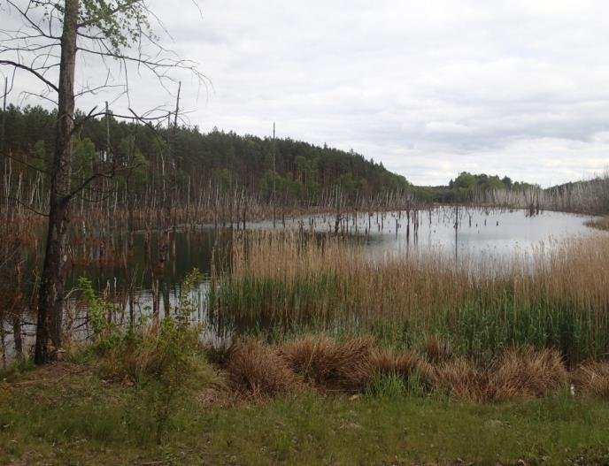 Verwunschener See. Foto: Dr. Michael Damme