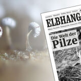 Der Elbhang-Kurier Oktober 2024
