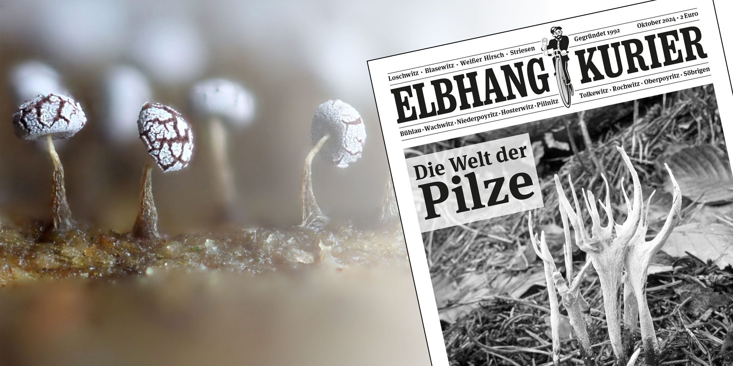 Elbhang-Kurier Oktober 2024